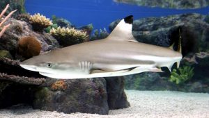Black Tip Reef Shark electric city aquarium scranton pa