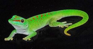 Giant Day Gecko electric city aquarium scranton pa